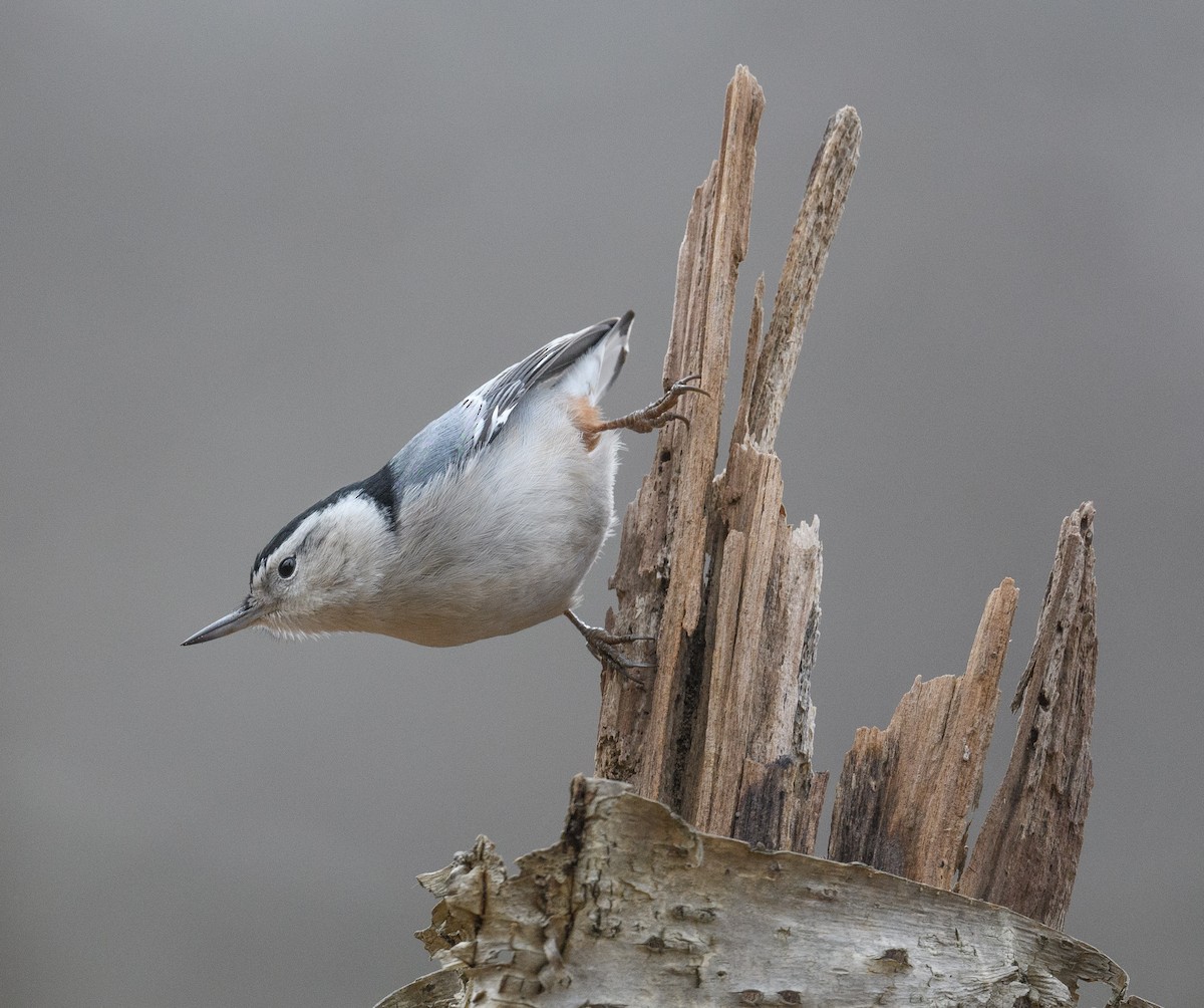 White-breasted Nuthatch - ML611981838