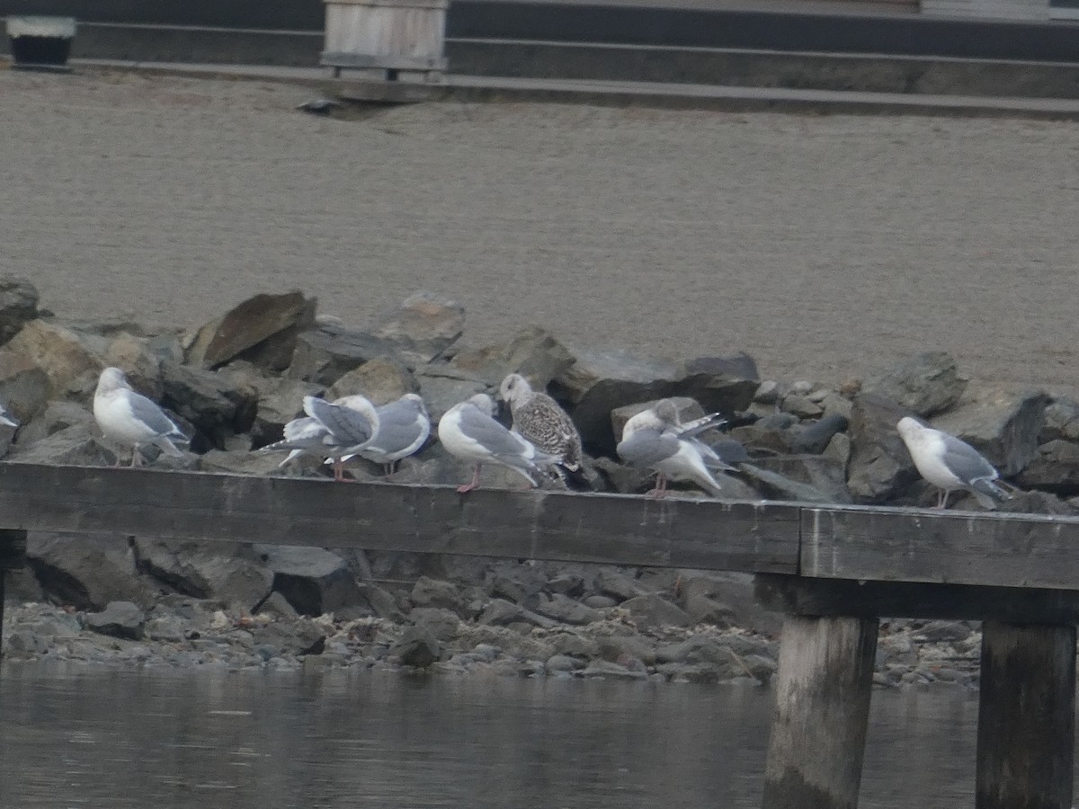 Great Black-backed Gull - ML611981840