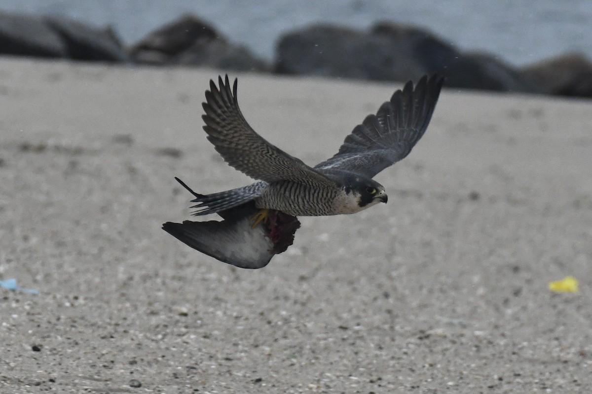 Peregrine Falcon - ML611981873