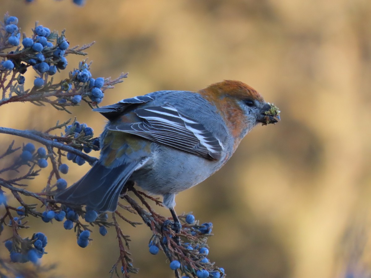 Pine Grosbeak - ML611981921