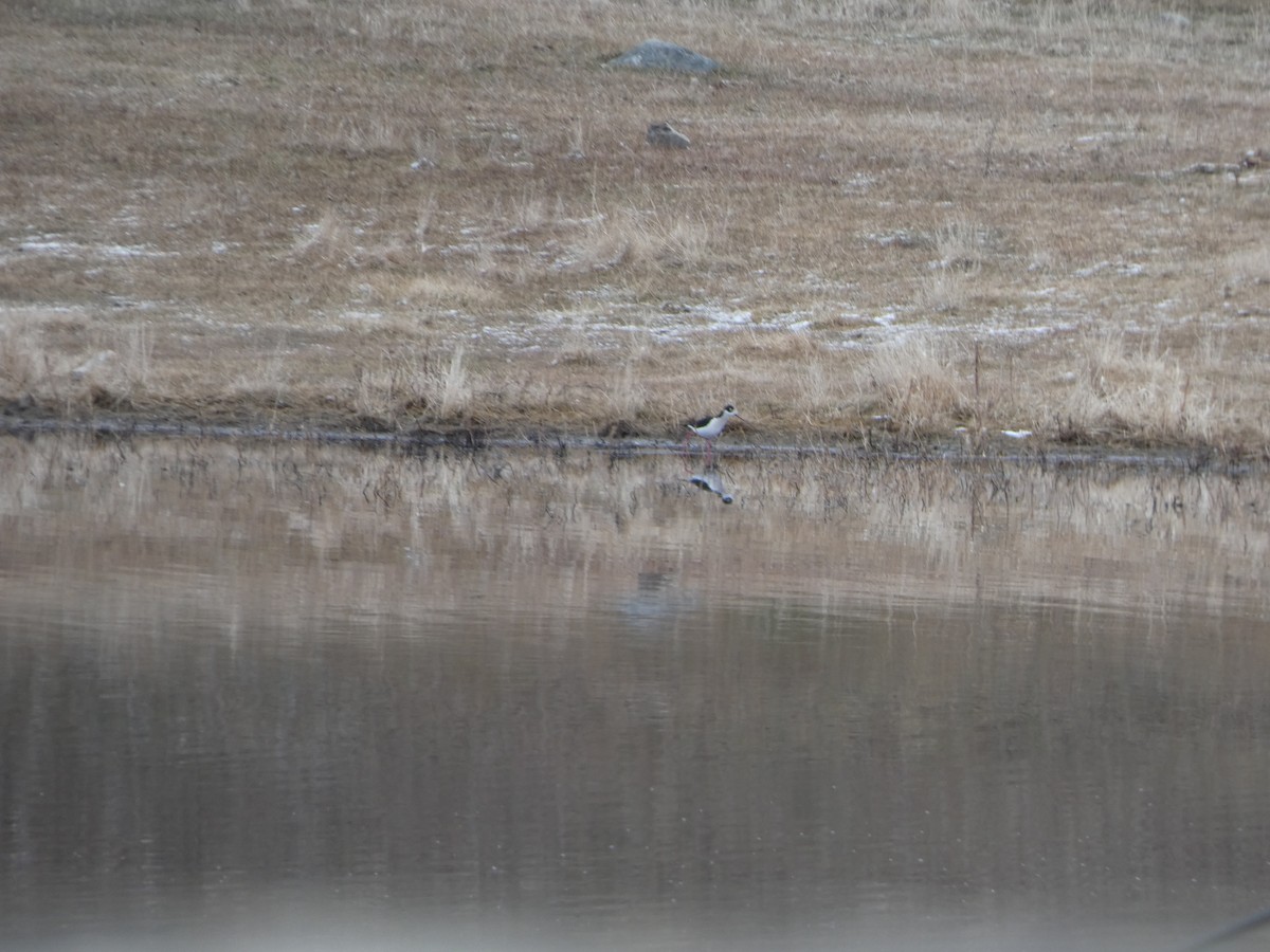 Black-necked Stilt - ML611981991