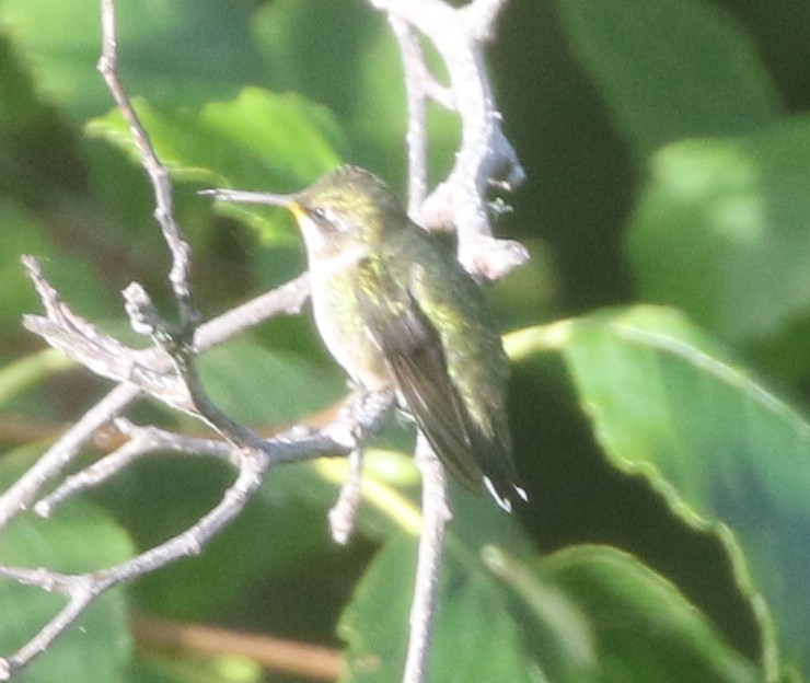 Ruby-throated Hummingbird - ML611982051