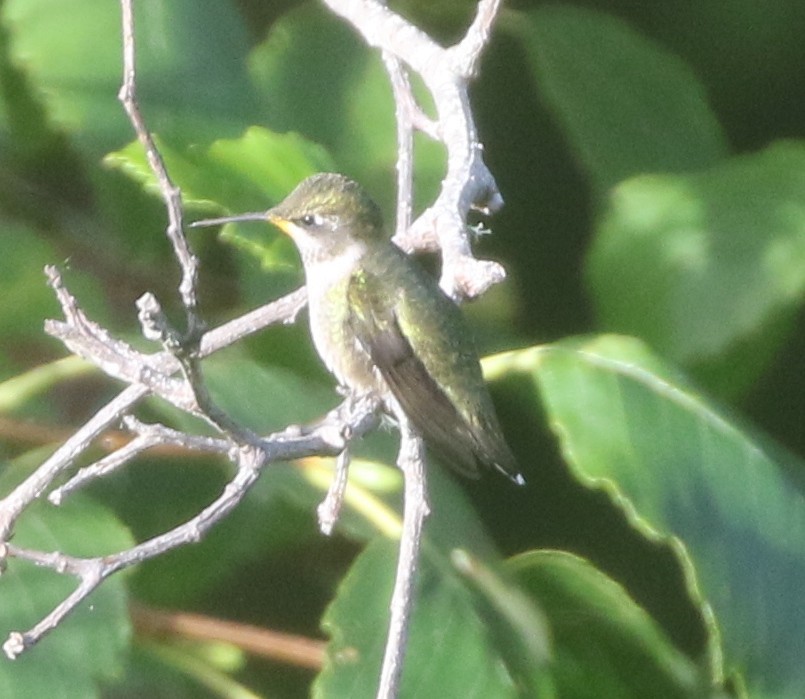 Ruby-throated Hummingbird - ML611982052