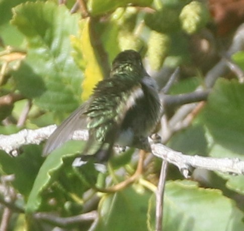 Colibri à gorge rubis - ML611982053