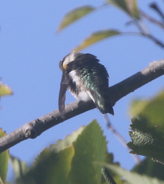 Ruby-throated Hummingbird - ML611982055