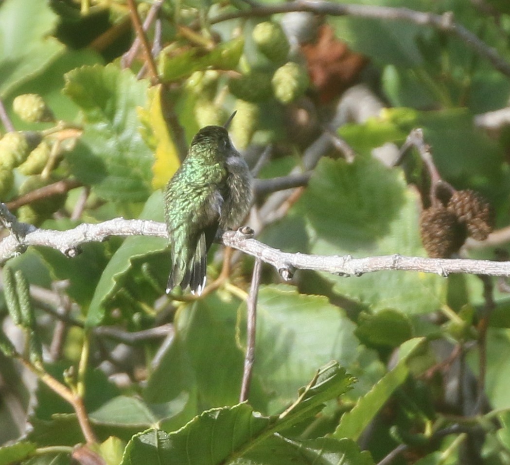 Ruby-throated Hummingbird - ML611982056