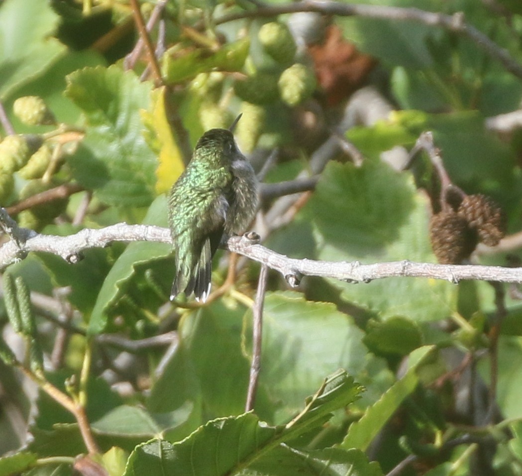 Colibri à gorge rubis - ML611982056