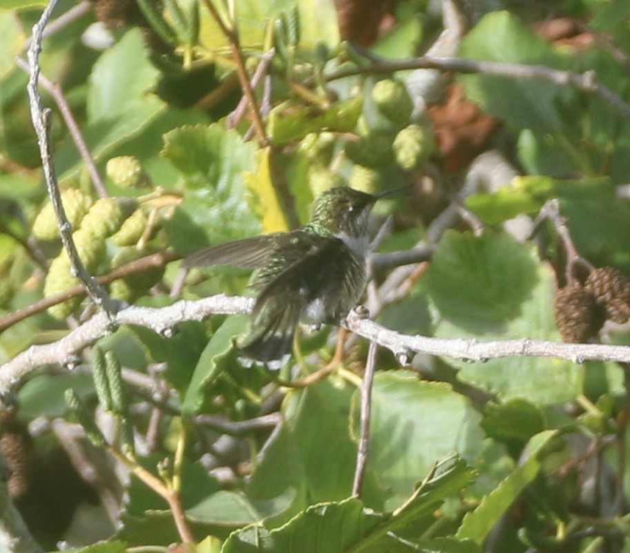 Colibri à gorge rubis - ML611982061