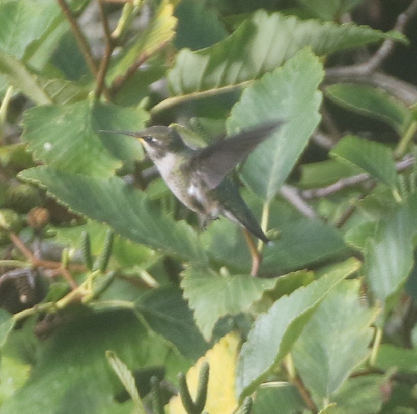Ruby-throated Hummingbird - ML611982073