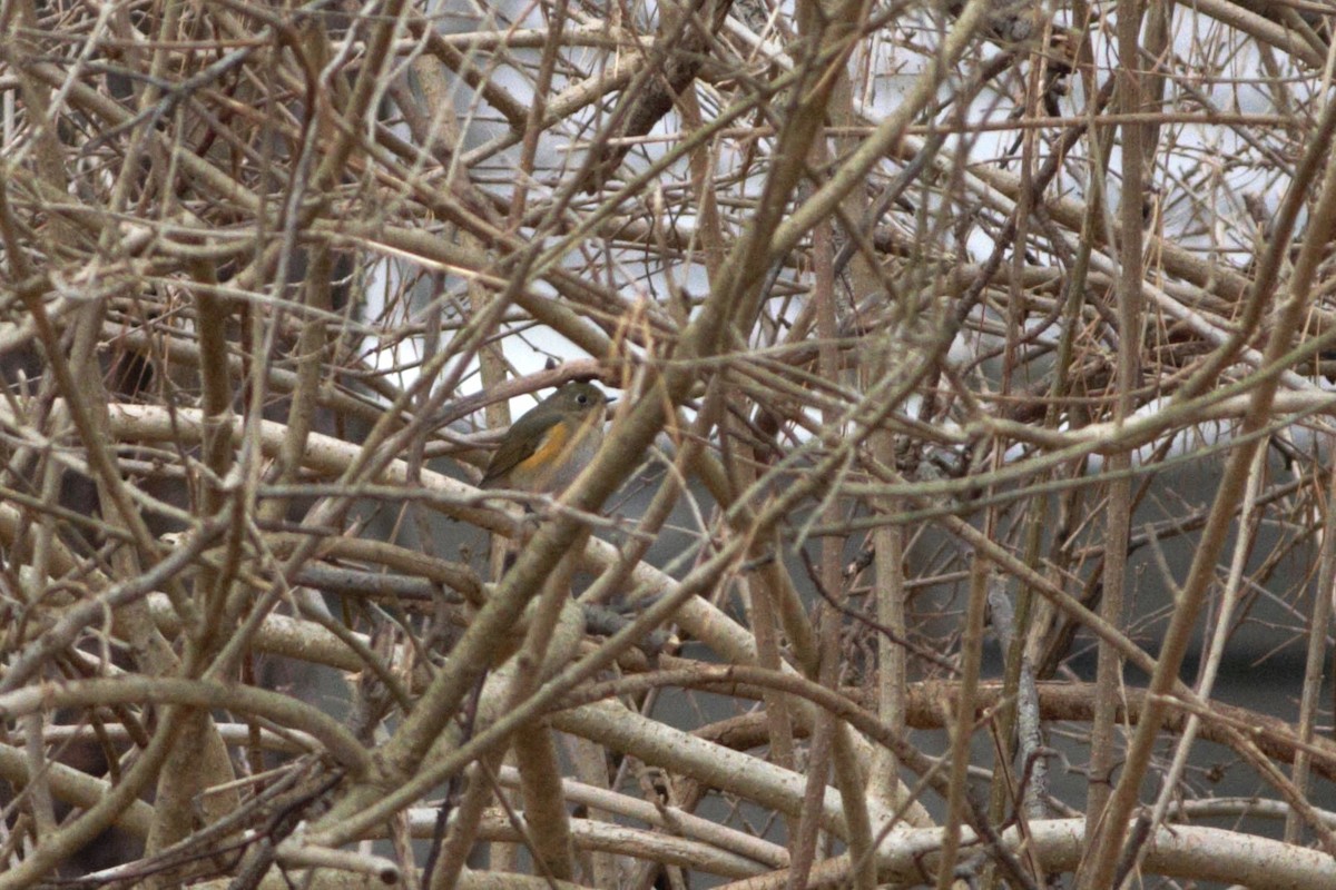 modruška tajgová - ML611982149