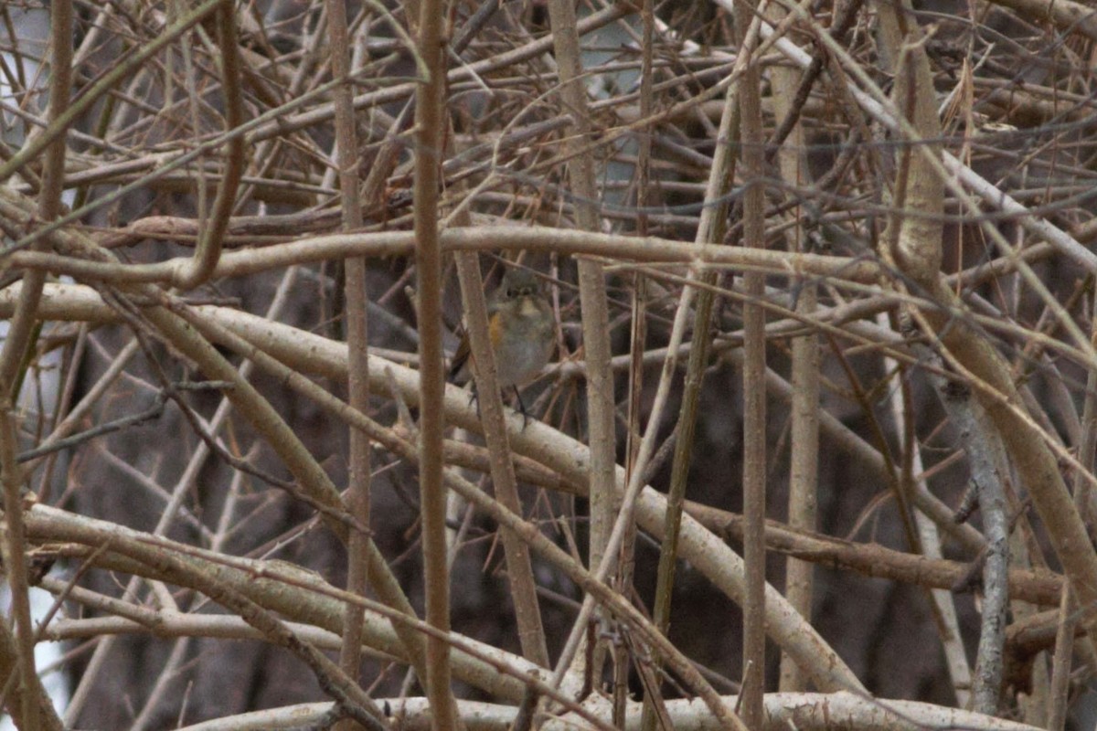 Red-flanked Bluetail - ML611982150