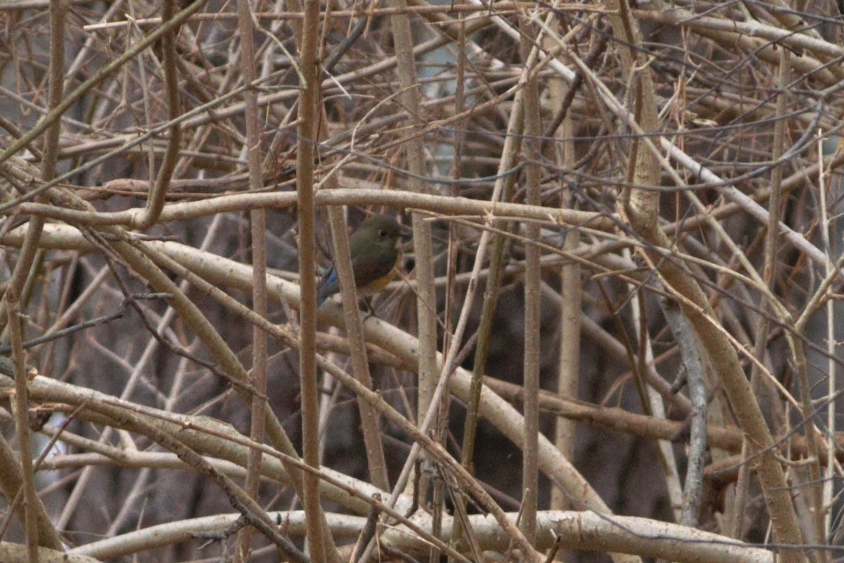 modruška tajgová - ML611982151