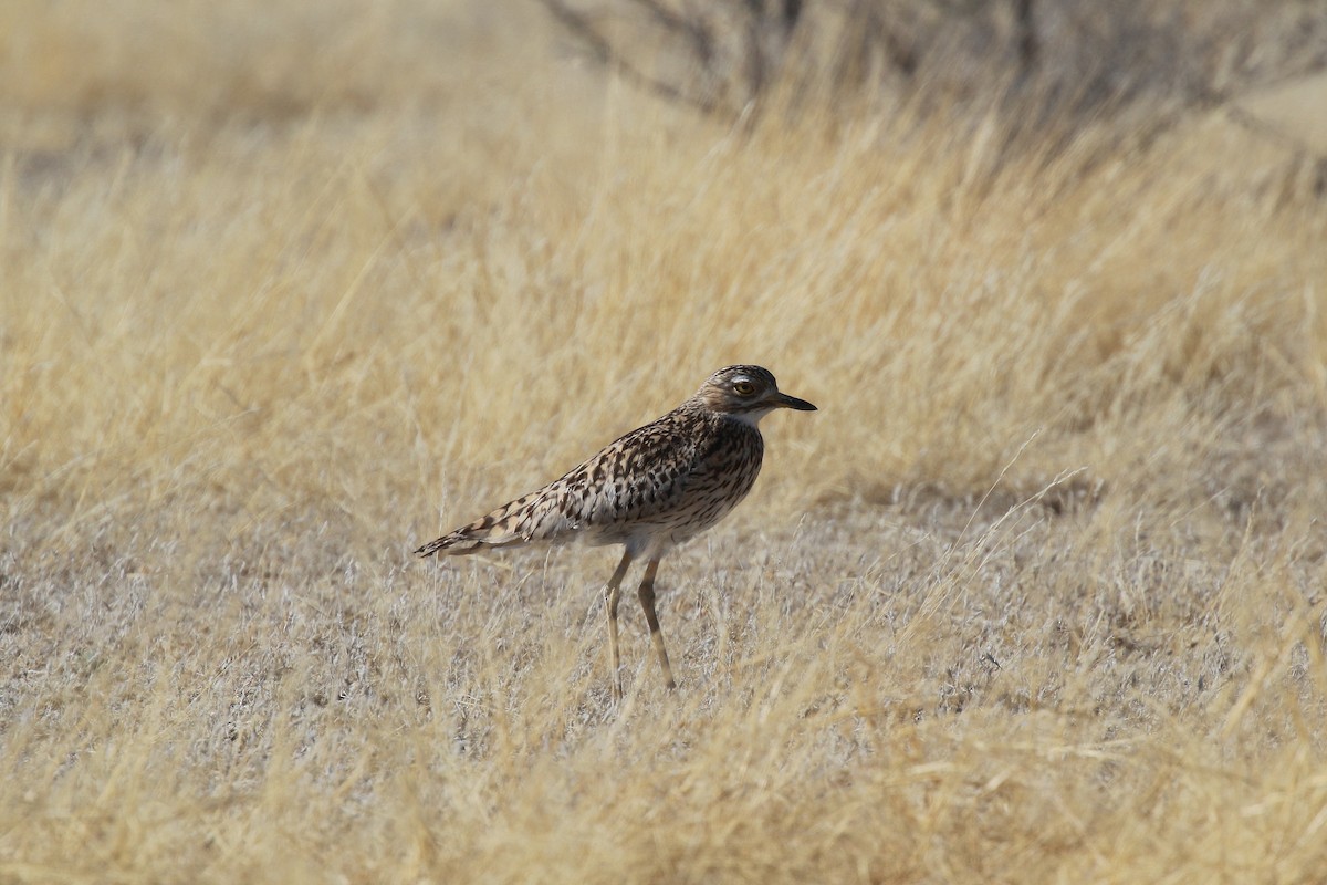 Spotted Thick-knee - ML611982153