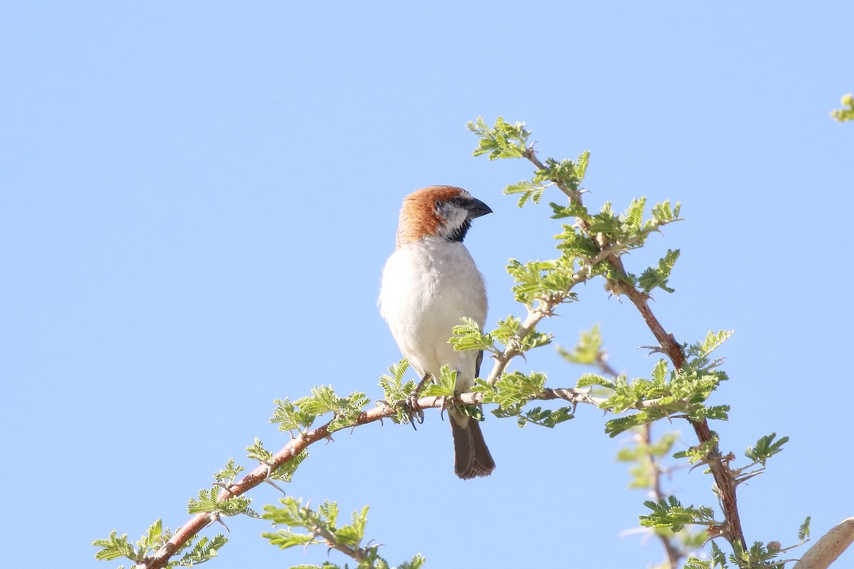 Great Rufous Sparrow - ML611982161