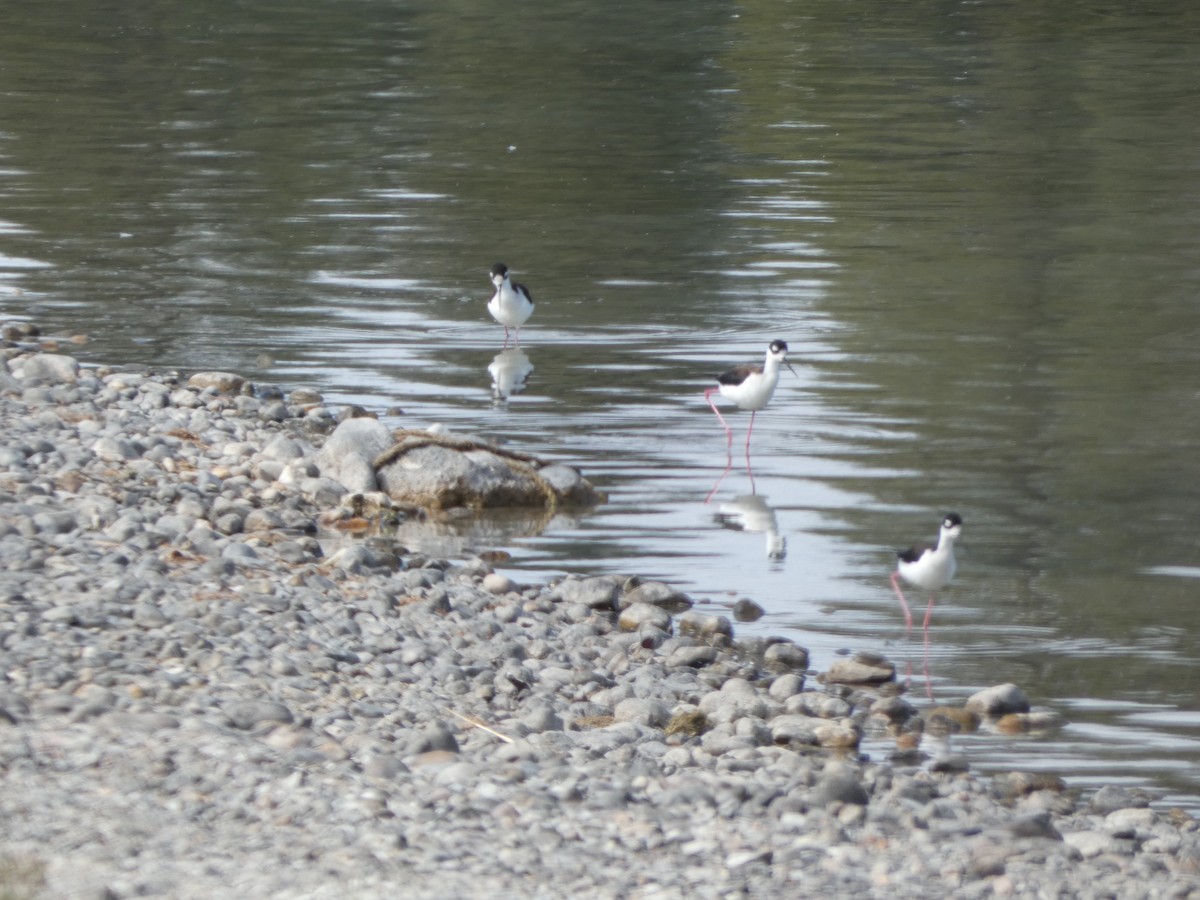 Black-necked Stilt - ML611982226