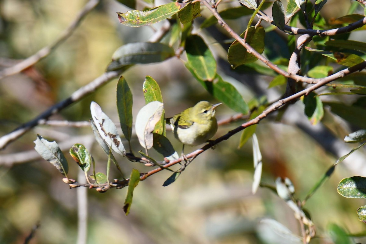 Tennessee Warbler - Greg Enns