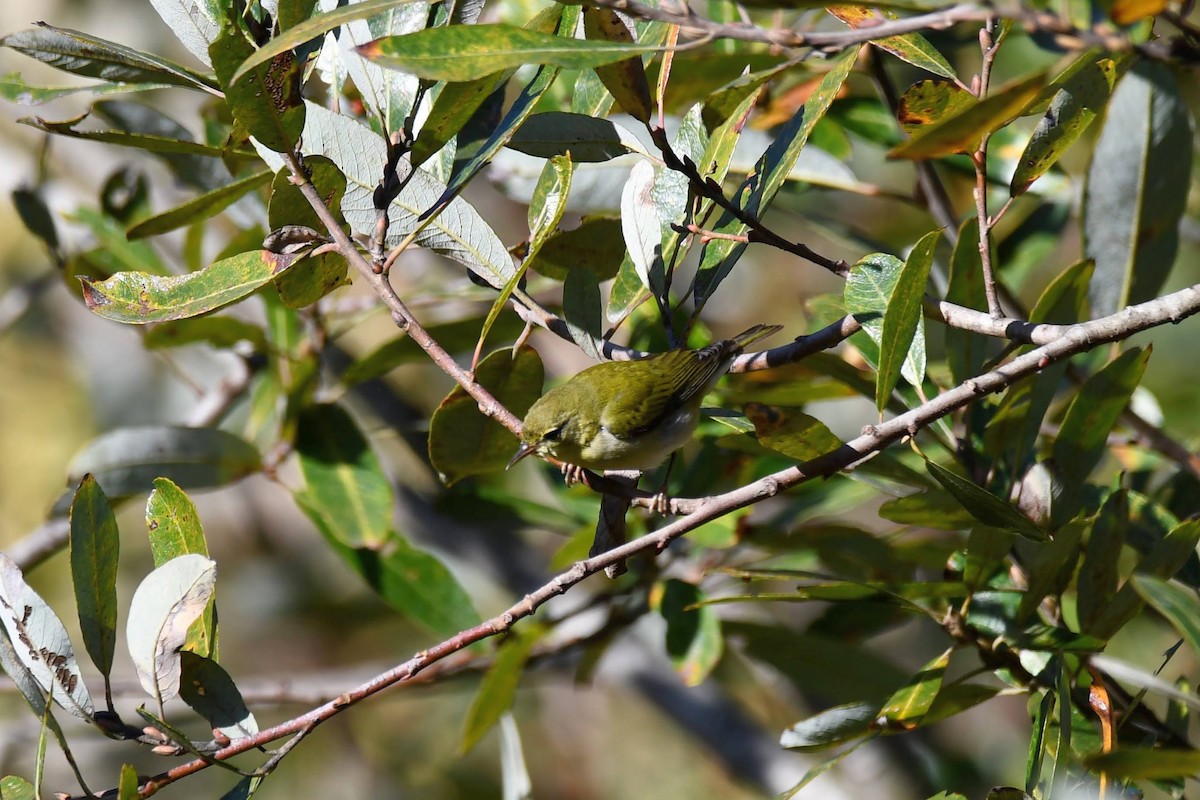 Tennessee Warbler - ML611982257