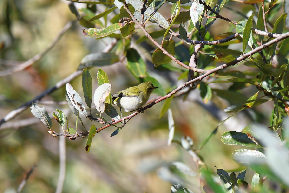 Tennessee Warbler - ML611982259