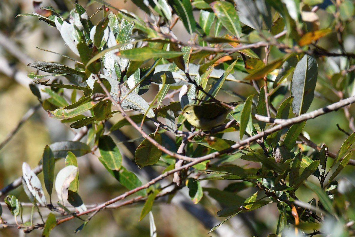 Tennessee Warbler - ML611982260