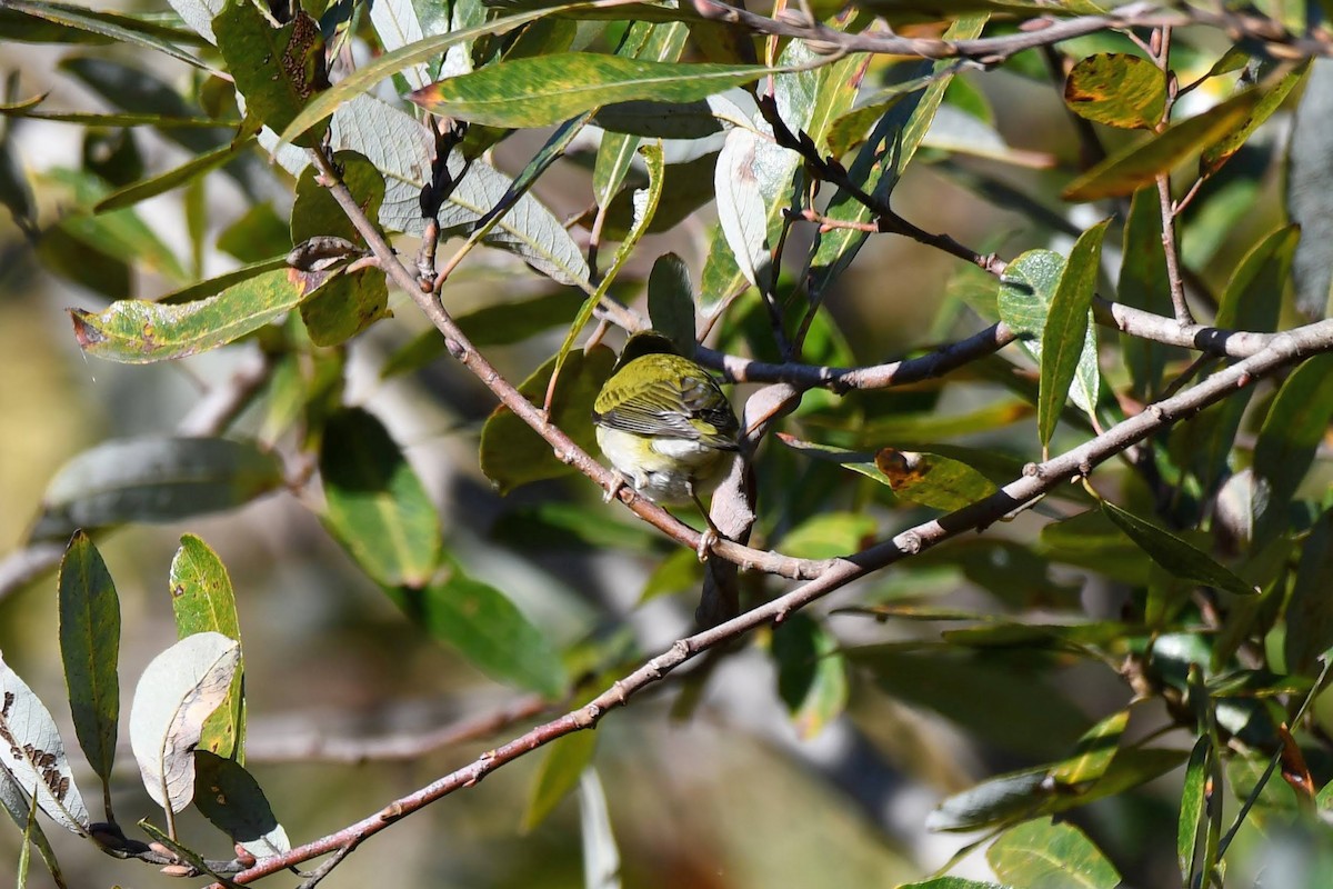 Tennessee Warbler - ML611982261