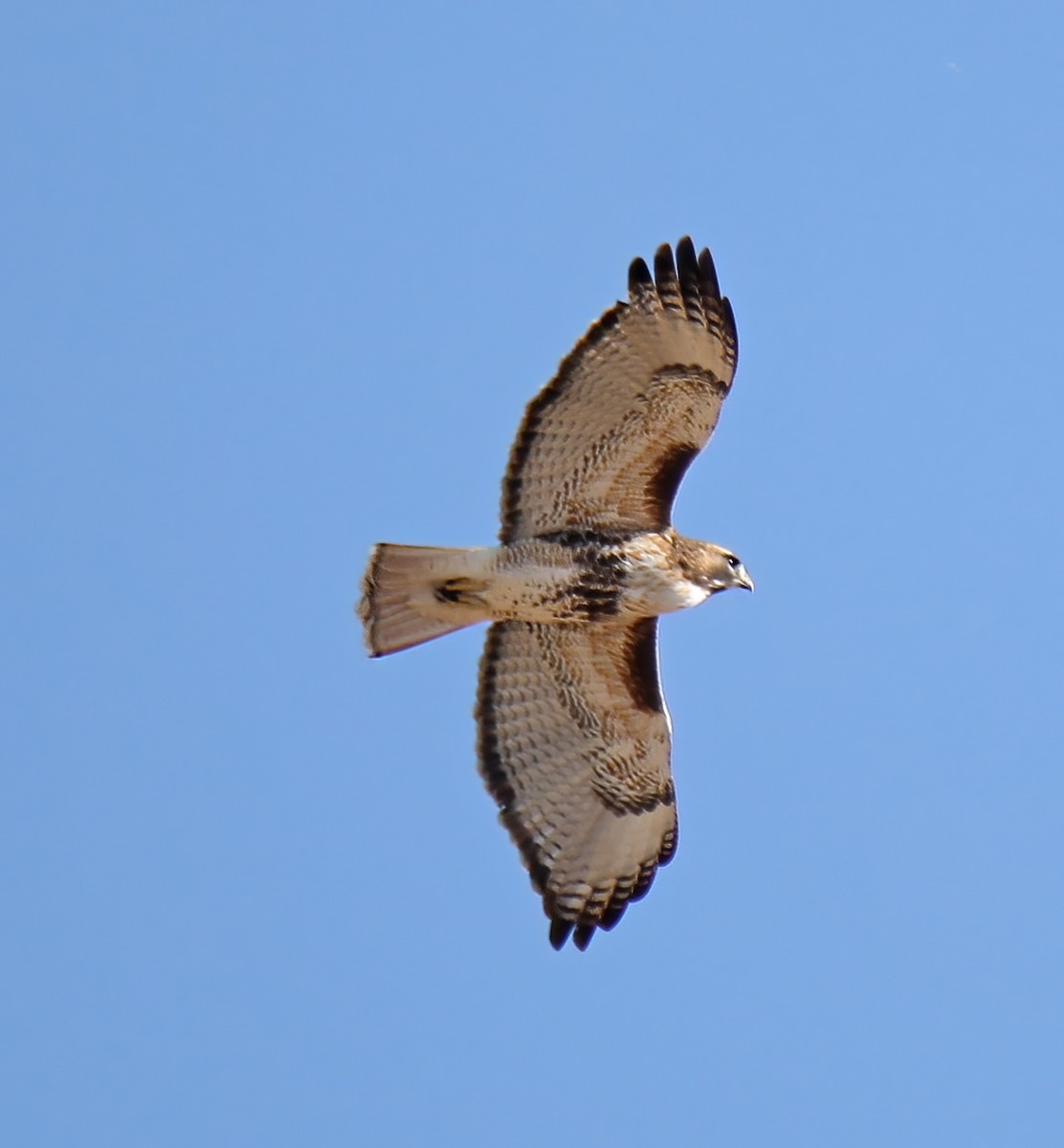 Red-tailed Hawk (calurus/abieticola) - ML611982305