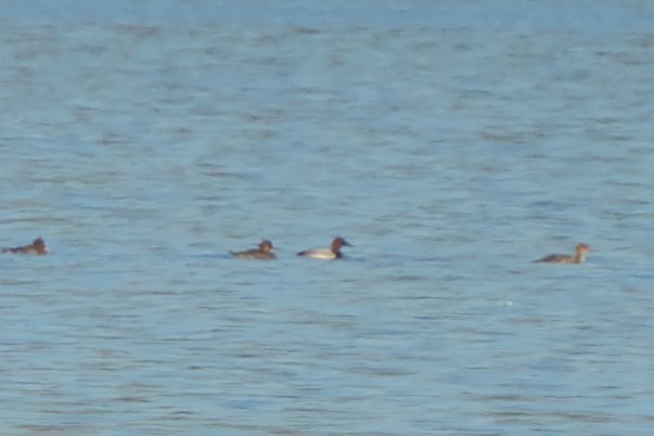 Canvasback - ML611982342