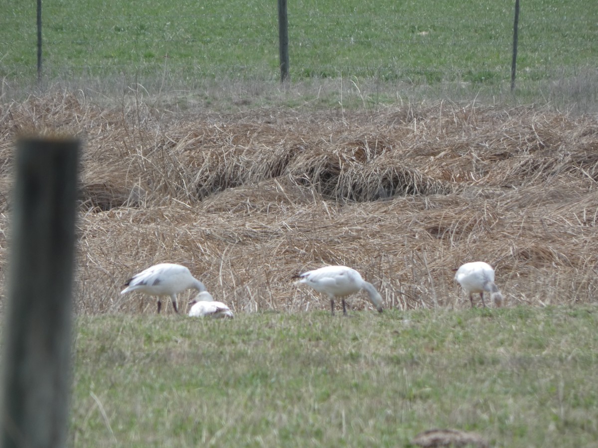 Snow Goose - ML611982398