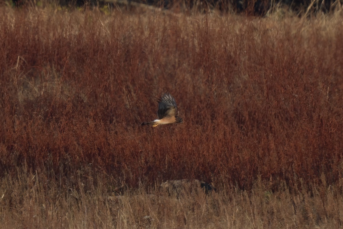 Northern Harrier - ML611982588