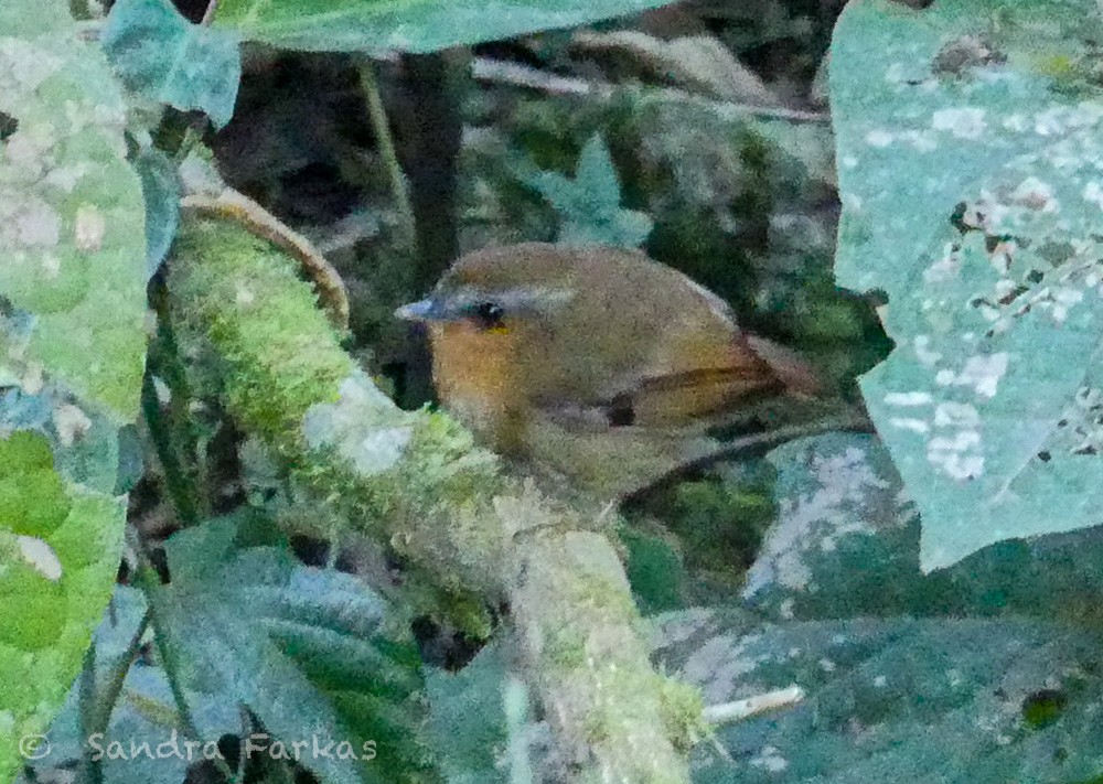 Rufous Gnateater - Sandra Farkas