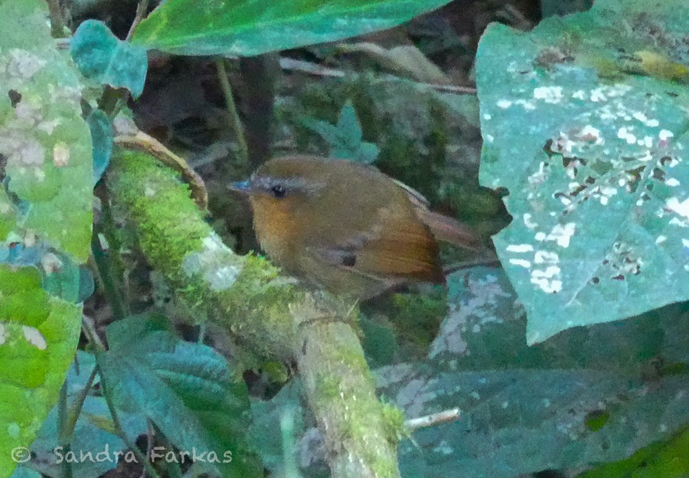 Rufous Gnateater - Sandra Farkas