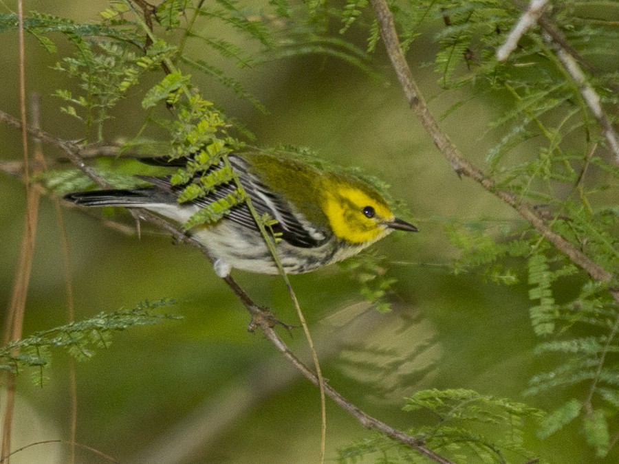 Golden-cheeked Warbler - ML611982694