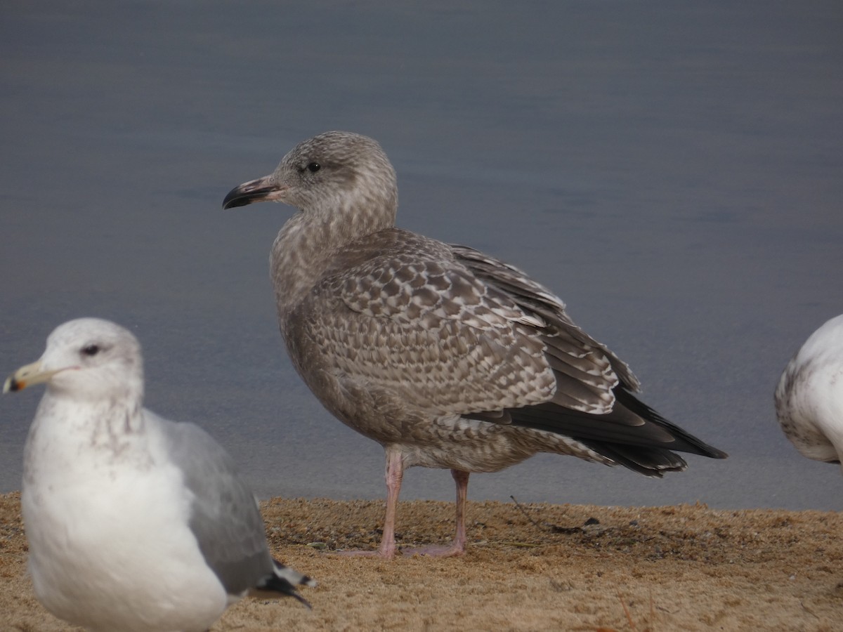 Herring Gull - ML611982738