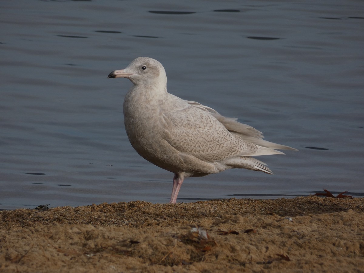 Glaucous Gull - ML611982763