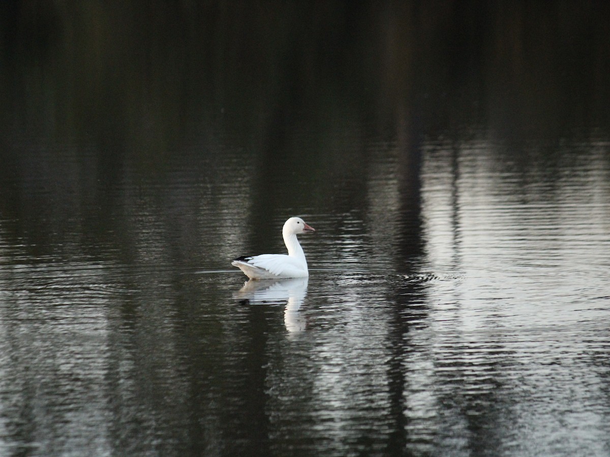 Snow Goose - ML611982773