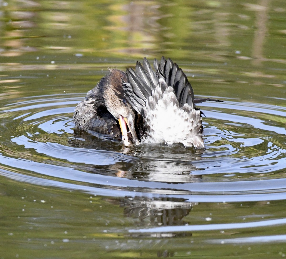 Hooded Merganser - ML611982882