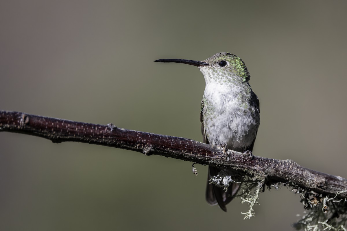 Green-and-white Hummingbird - Thelma Gátuzzô