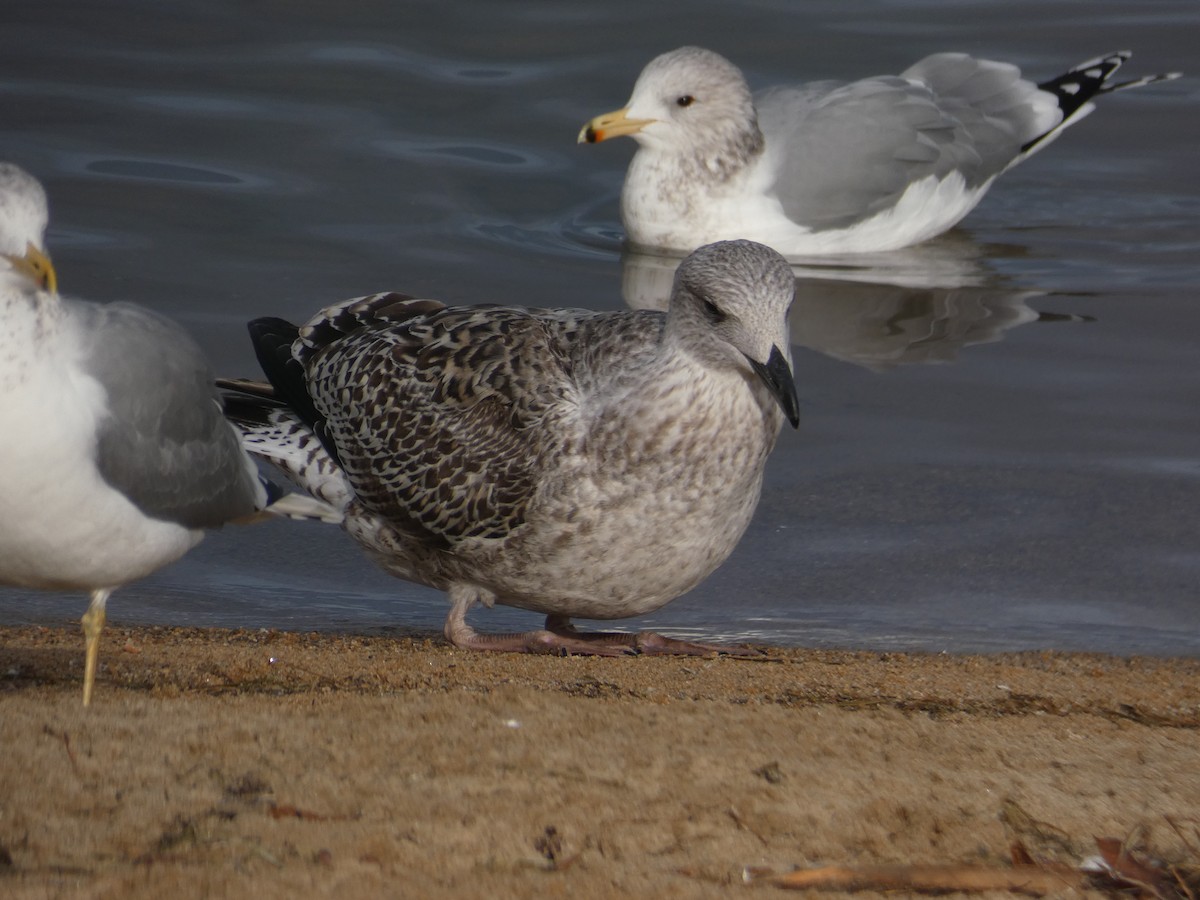 Great Black-backed Gull - Lucie Parker