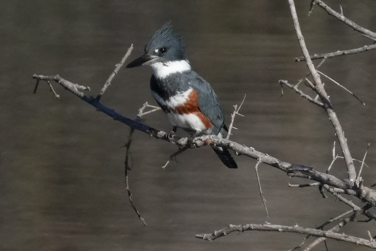 Belted Kingfisher - Don Hoechlin