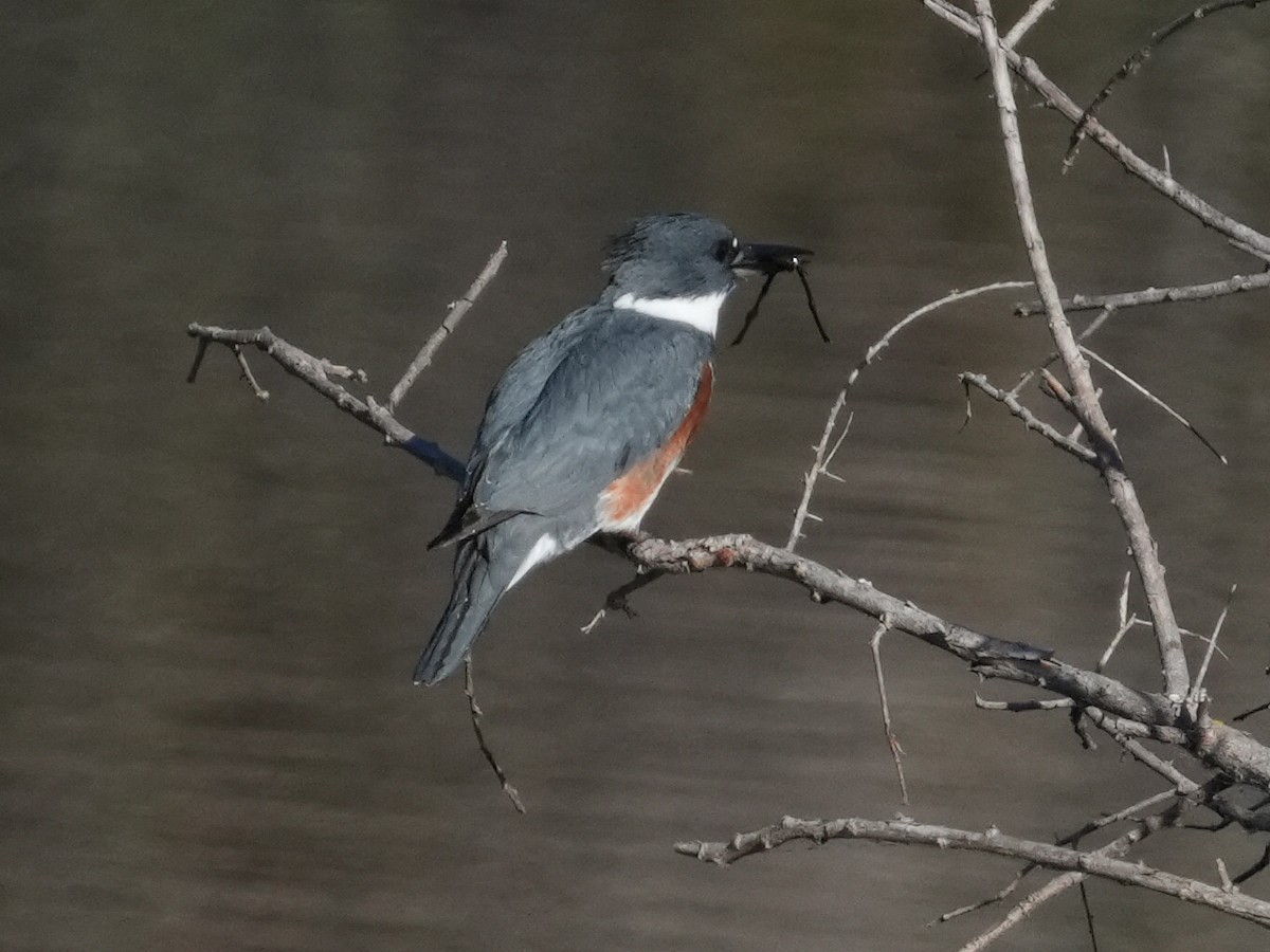 Belted Kingfisher - ML611983125