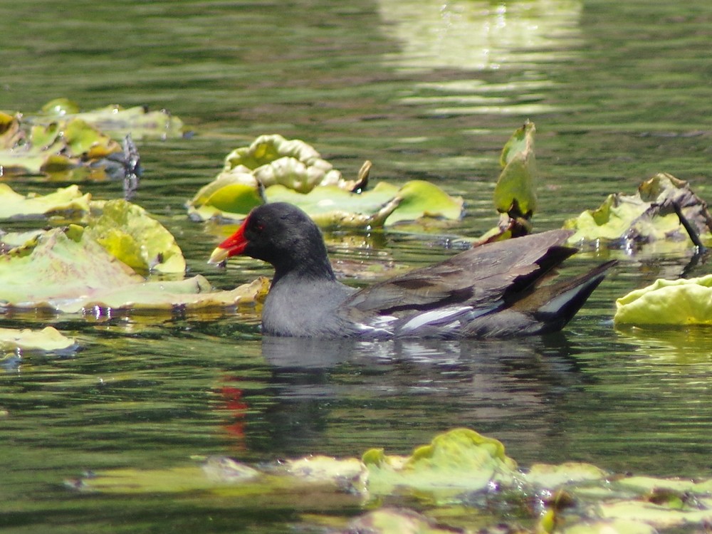 Eurasian Moorhen - ML611983131