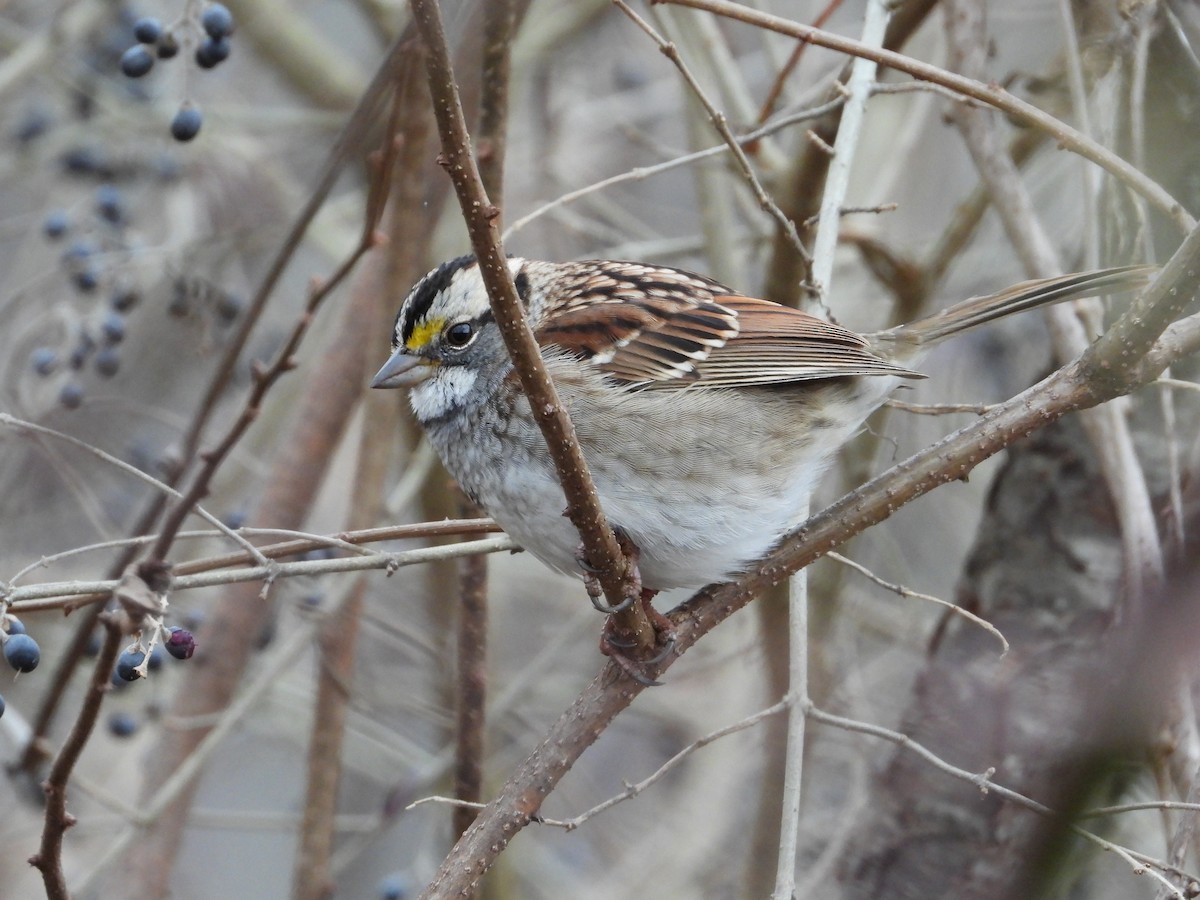 White-throated Sparrow - ML611983193