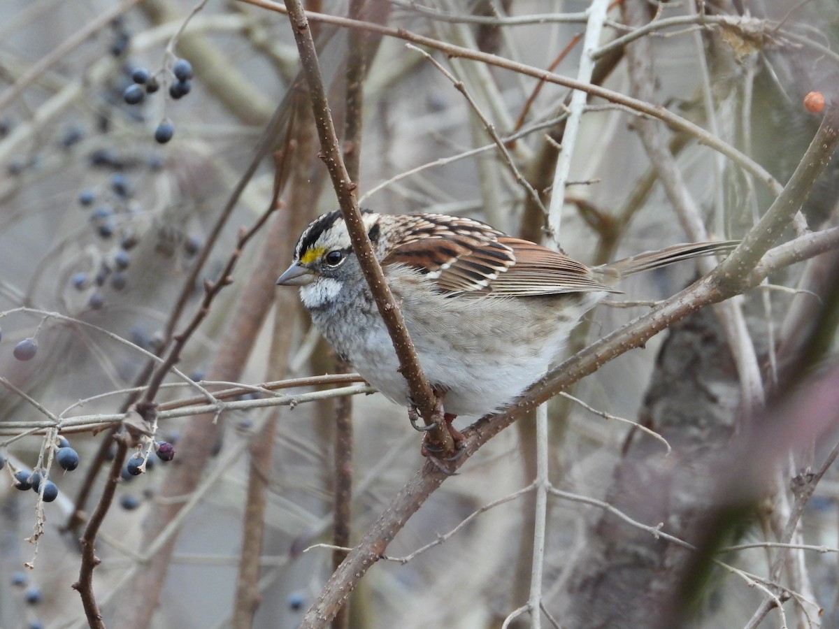 White-throated Sparrow - ML611983195