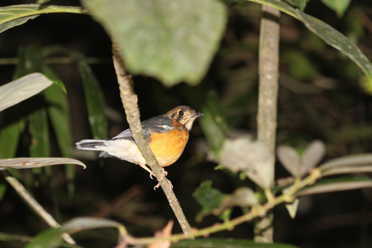 Orange-headed Thrush - ML61198321