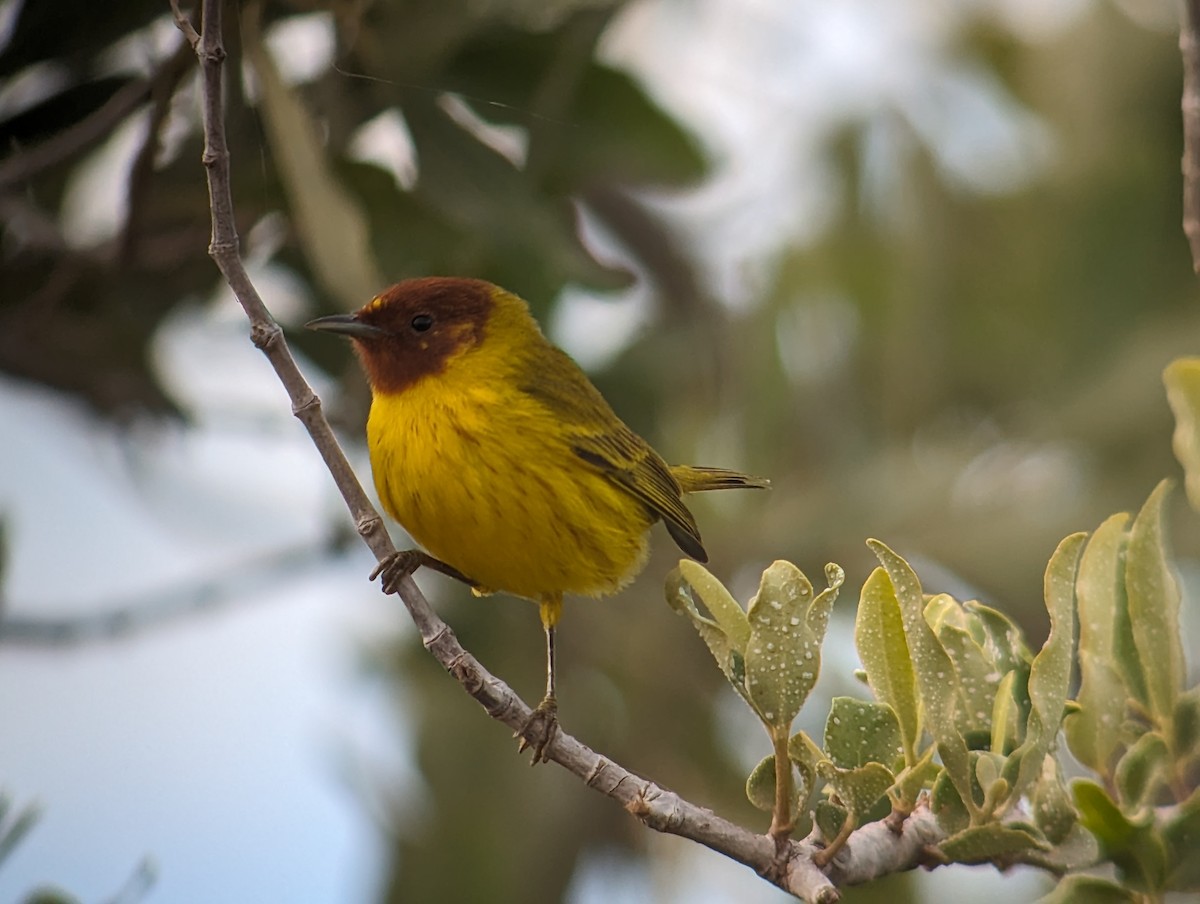 Yellow Warbler - ML611983273