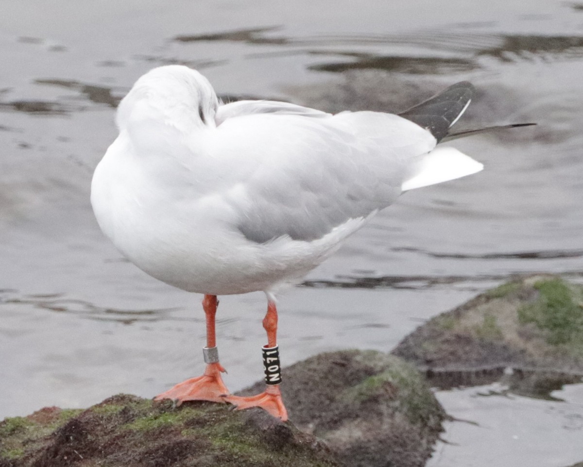 Black-headed Gull - Hector Gonzalez Arcelus