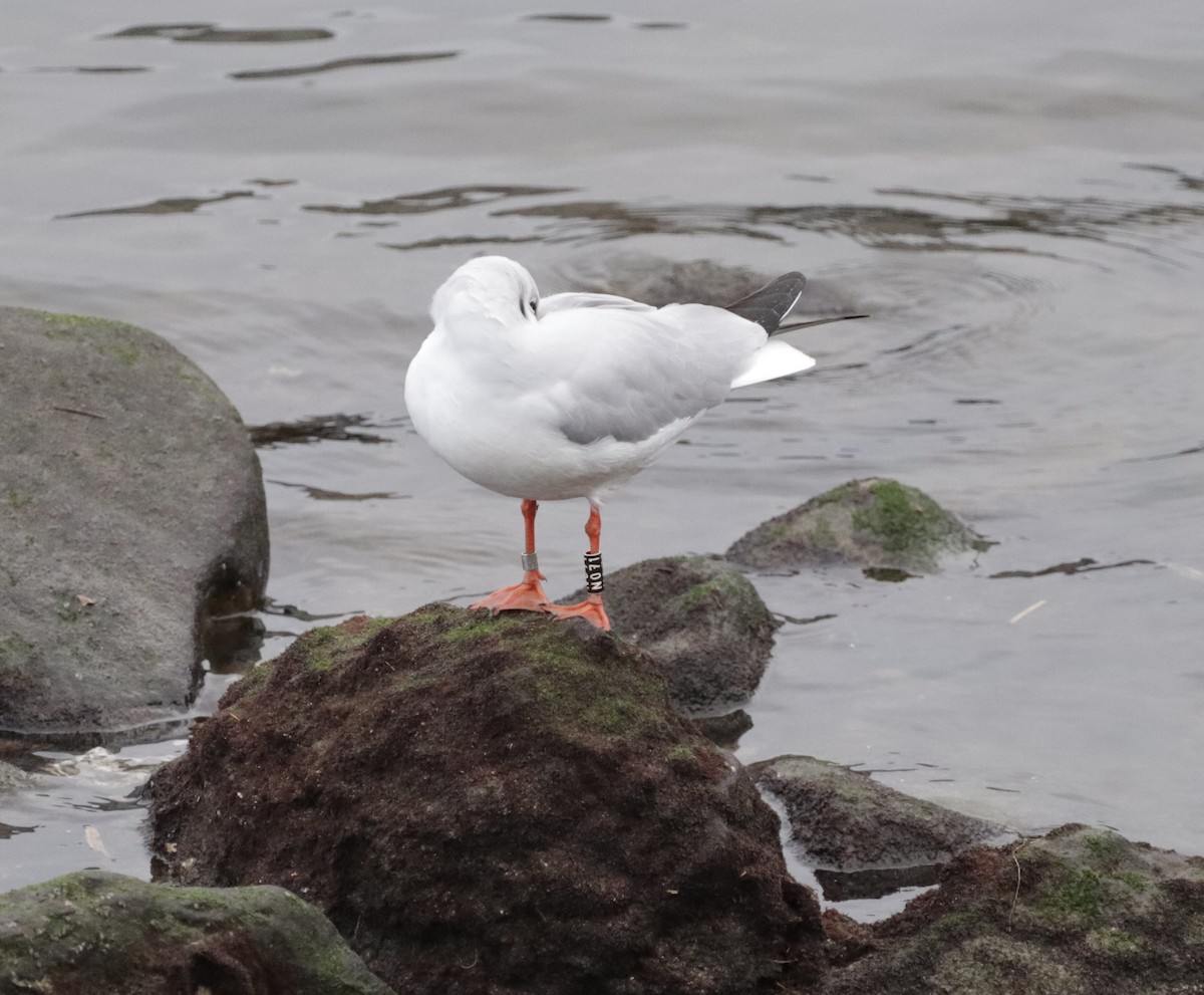 Black-headed Gull - ML611983308