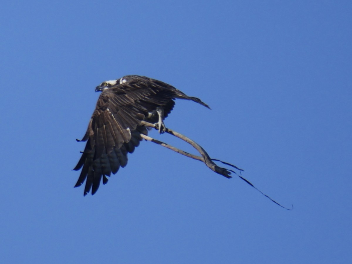 Balbuzard pêcheur (carolinensis) - ML611983346