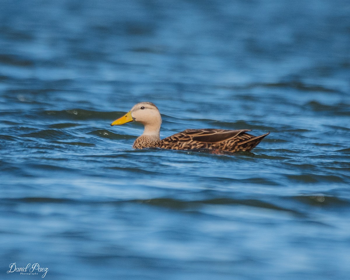 Mottled Duck - ML611983373