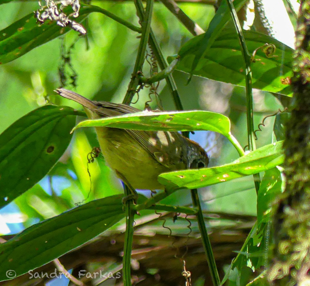 Plain Antvireo - ML611983428