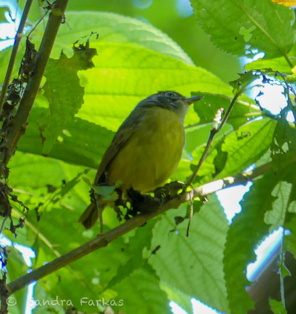 Plain Antvireo - ML611983429